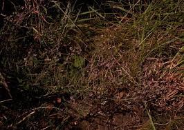 Image result for Erica lanceolifera