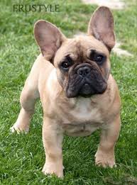 The fbdca is dedicated to promoting and protecting the french bulldog and its standard (the ideal for which all reputable breeders strive). Click The Following Link Http Www Mobilehomemaintenanceparts Com Dogcaresupplies Php To Learn About The Suppli Bulldog Puppies Fawn French Bulldog Bulldog