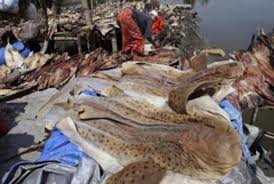Ikan koi terbesar dan termahal di dunia! Indonesia Nomor 1 Dunia Dalam Penangkapan Hiu Republika Online