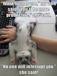 Click The Photo For More Funny And Cute Cat Videos And Photos Cats Kittens Catvideos Cutecats Funny Cat Memes Funny Animal Pictures Cute Funny Animals