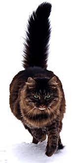Originally she was an outdoor cat, and later became a working breed who kept barns and homes clear of rodents. Maine Coon Wikipedia