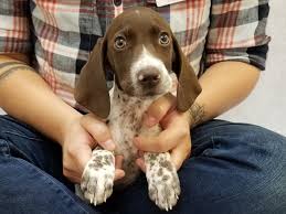 Find great deals on ebay for german shorthaired pointer puppy. German Shorthair Pointer Dog Female Liver White 2789318 Petland Bradenton