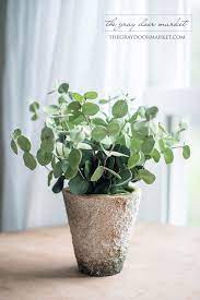 Potted Eucalyptus Plants Balcony Plants Inside Plants