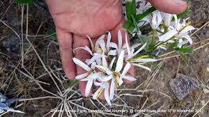 Image result for Xerophyta equisetoides