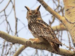 Image result for Bubo