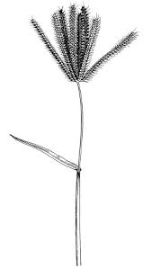 Image result for Chloris diluta