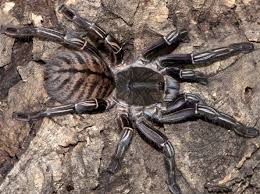 Tarantola è il nome generico e comune con cui s'identificano moltissime specie di ragno in un individuo sano e non allergico che riceve il morso di tarantola è possibile che si manifestino i seguenti. Scompaiono Le Tarantole A Rischio Uno Dei Piatti Tipici Della Cucina Locale Corriere It