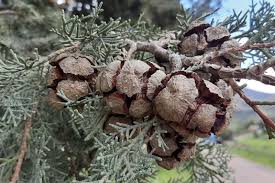Image result for Cupressus