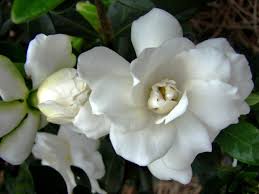 Gardenia gardenia heute bestellen, versandkostenfrei. How To Grow And Care For Gardenia Plants Hgtv