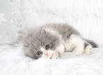Blue Persian Kittens Photo Gallery - Gray Kittens - Grey ...