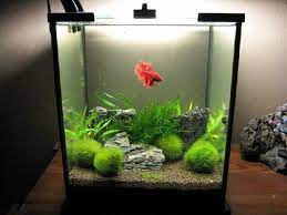 Tutorial Cara Membuat Aquascape Lengkap Contoh Betta Fish Betta Fish Tank Fish Tank Accessories