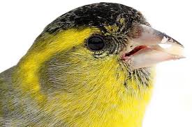 Vogelportrat Erlenzeisig Nabu Zeisig Erlenzeisig Tiere