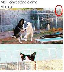 47 Ridiculous Animal Memes That Will Make You Laugh Every Single Time Funny Pictures Animal Memes Funny Animals