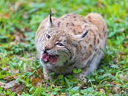 Pin On Wild Cats
