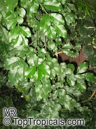 Image result for Hippocratea africana