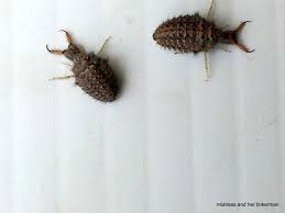 Ant Lions My Grandpa Goodwin Showed Me How To Tickle Ant Lion Sand Traps With A Blade Of Grass I Remember Man My Childhood Memories Lion Sands Stuff To Do