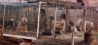 The puppy development program at happy tails is a very unique opportunity for our team of expert dog trainers to help guide you through this important early stage. Puppy Mills Tough Life For Dogs Maryville Alcoa Animal Rescue Center Animal Rescue Animal Shelter