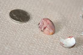 Handling someone/something with the upmost care. Found On The Ground Baby Bird Fetus Available Light Only
