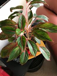 Maybe you would like to learn more about one of these? Aglaonema Plants Are Popular In Florida