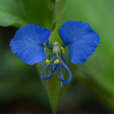 Image result for Commelina purpurea