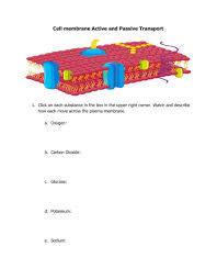 In which direction does water move across membranes? Cell Membrane Active Passive Transport Worksheet