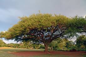 Image result for Acacia sieberiana