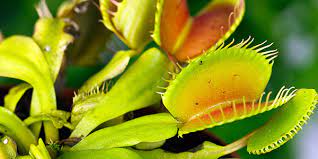 The venus flytrap dormancy period is one of the most critical parts in caring for a venus flytrap. Venus Flytrap National Wildlife Federation
