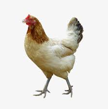 White Chicken Png Image Background Chicken Transparent Png 650x750 Free Download On Nicepng