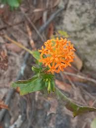 Image result for Hypericophyllum compositarum