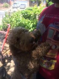 She is an f1 standard goldendoodle. Goldendoodle For Sale California Page 17