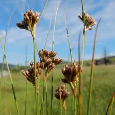 Image result for Juncus oxycarpus