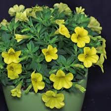 Buy petunia seeds from swallowtail garden seeds. Petunia Peppy Blue