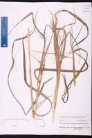 Image result for Heteropogon melanocarpus