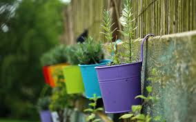 9 Plantes Medicinales A Cultiver Chez Soi