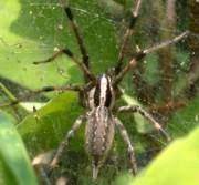 Urban Spider Chart Entomology