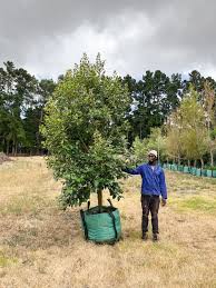 Image result for Curtisia dentata