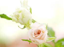 49 White Roses Wallpapers For Desktop On Wallpapersafari A collection of the top 57 white rose gold desktop wallpapers and backgrounds available for download for free. 49 white roses wallpapers for desktop