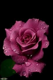 Romantic love flowers are a lasting tradition. 77 Lovely Rain Crops You Must Plant In Your Home Garden Love Flowers Beautiful Roses Beautiful Rose Flowers