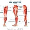 Those large upper leg muscles provide a lot of area for pain and, when the upper leg hurts, it can really limit mobility. 3