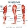 Lower body diagram wiring diagrams data. 1