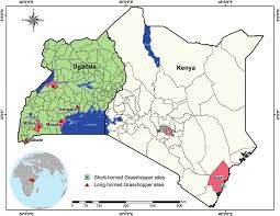 Image result for Teramnus uncinatus