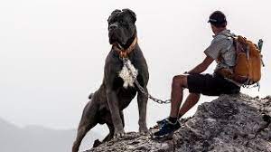 If you get lost on a trail, and you don't have cell service or your gps device dies, a compass and a map might be the things that ensures you make it home safe. 16 Best Dogs For Hiking And Camping In 2021 Hiking Gear Lab