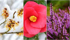 Maybe you would like to learn more about one of these? 12 Best Plants And Flowers For Winter Gardens