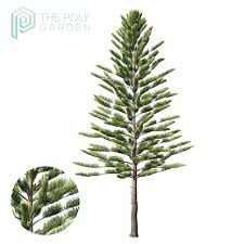 Image result for Araucaria columnaris