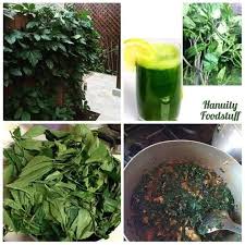 How to cook edikang ikong soup best nigerian vegetable soup calabar style nigerian food. R3fl3xmedia How To Make Healthy Juice From Ugu Pumpkin Facebook