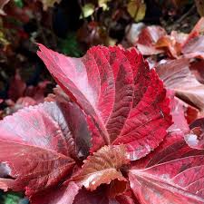 Image result for Acalypha paucifolia