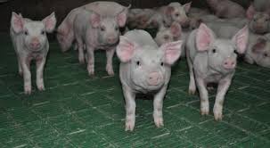 Cea Mai Mare Ferma De Porci Din Romania Ar Putea Iesi Din Carantina Ppa Industriacarnii Ro