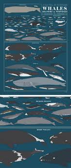 A Sea Full Of Cetaceans Whales Dolphins And Porpoises Cetacean Animals Of The World Sea Mammal