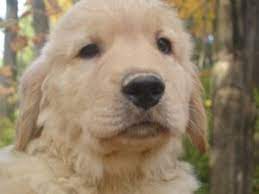 Awaits for his new home… akc golden retriever puppies available, upstate new york, grandfather is canadian american champion happy acres lone star, champion lines including ha… Golden Retriever Puppies In New York