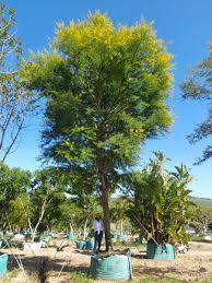 Image result for Acacia karroo